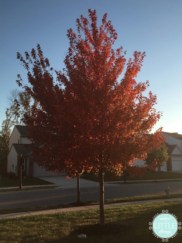 fall front tree