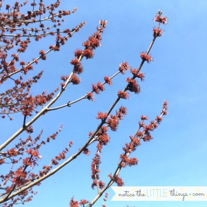 spring buds on the trees