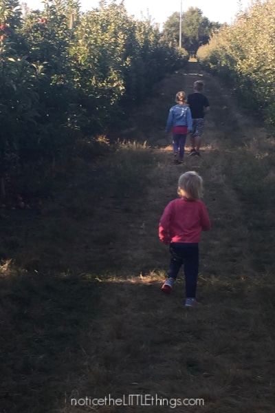 tuttle orchard apple picking